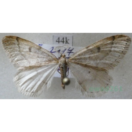 Theria rupicapraria (Denis & Schiffermüller, 1775) male Wiosennica porożyca Slovakia44k
